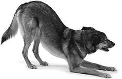 Иллюстрация к книге — Дрессировка без наказания. Пять недель, которые сделают вашу собаку лучшей в мире [i_076.jpg]