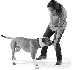 Иллюстрация к книге — Дрессировка без наказания. Пять недель, которые сделают вашу собаку лучшей в мире [i_088.jpg]