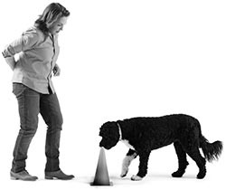 Иллюстрация к книге — Дрессировка без наказания. Пять недель, которые сделают вашу собаку лучшей в мире [i_095.jpg]