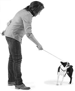 Иллюстрация к книге — Дрессировка без наказания. Пять недель, которые сделают вашу собаку лучшей в мире [i_097.jpg]