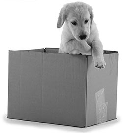 Иллюстрация к книге — Дрессировка без наказания. Пять недель, которые сделают вашу собаку лучшей в мире [i_101.jpg]