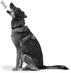 Иллюстрация к книге — Дрессировка без наказания. Пять недель, которые сделают вашу собаку лучшей в мире [i_109.jpg]