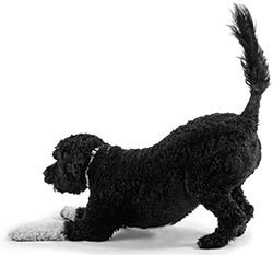 Иллюстрация к книге — Дрессировка без наказания. Пять недель, которые сделают вашу собаку лучшей в мире [i_110.jpg]