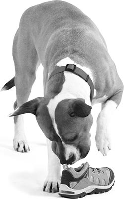 Иллюстрация к книге — Дрессировка без наказания. Пять недель, которые сделают вашу собаку лучшей в мире [i_119.jpg]