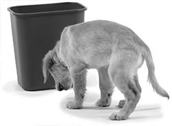 Иллюстрация к книге — Дрессировка без наказания. Пять недель, которые сделают вашу собаку лучшей в мире [i_120.jpg]