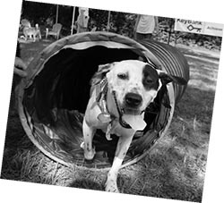 Иллюстрация к книге — Дрессировка без наказания. Пять недель, которые сделают вашу собаку лучшей в мире [i_128.jpg]