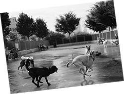 Иллюстрация к книге — Дрессировка без наказания. Пять недель, которые сделают вашу собаку лучшей в мире [i_129.jpg]