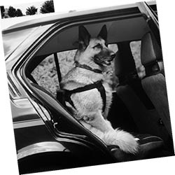 Иллюстрация к книге — Дрессировка без наказания. Пять недель, которые сделают вашу собаку лучшей в мире [i_130.jpg]