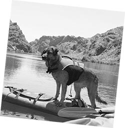 Иллюстрация к книге — Дрессировка без наказания. Пять недель, которые сделают вашу собаку лучшей в мире [i_131.jpg]