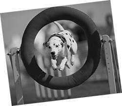 Иллюстрация к книге — Дрессировка без наказания. Пять недель, которые сделают вашу собаку лучшей в мире [i_135.jpg]