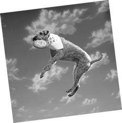 Иллюстрация к книге — Дрессировка без наказания. Пять недель, которые сделают вашу собаку лучшей в мире [i_136.jpg]