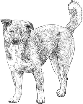 Иллюстрация к книге — Любовь к каждой собаке [i_005.jpg]