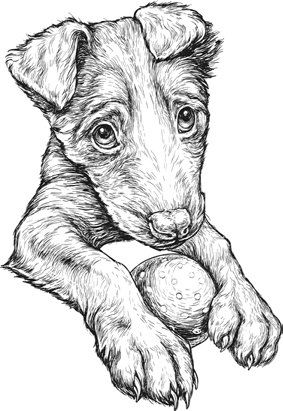 Иллюстрация к книге — Любовь к каждой собаке [i_009.jpg]