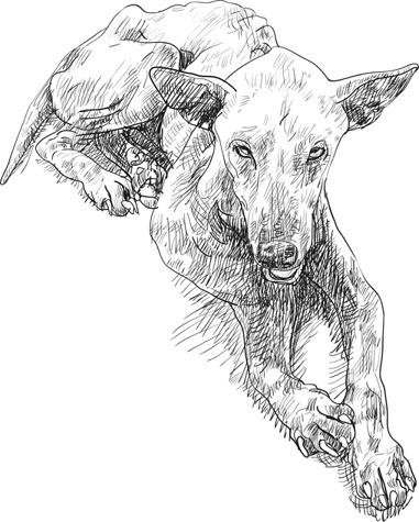 Иллюстрация к книге — Любовь к каждой собаке [i_021.jpg]