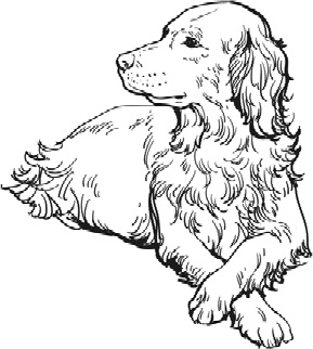 Иллюстрация к книге — Любовь к каждой собаке [i_025.jpg]