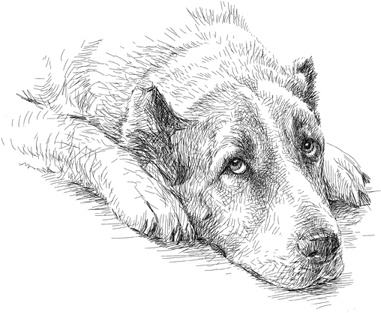 Иллюстрация к книге — Любовь к каждой собаке [i_029.jpg]