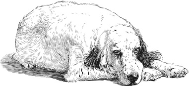 Иллюстрация к книге — Любовь к каждой собаке [i_031.jpg]