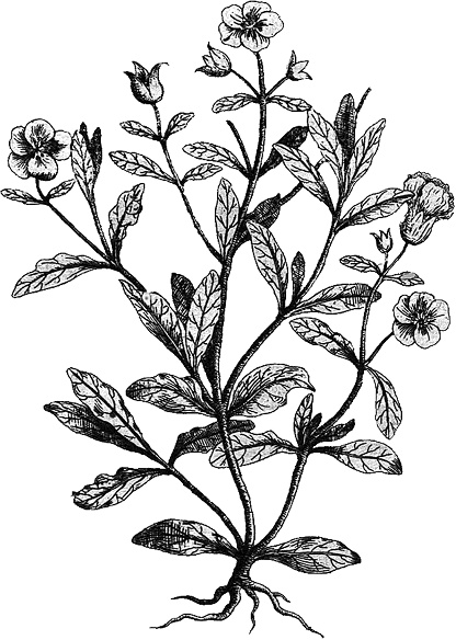 Иллюстрация к книге — Лагуна. Как Аристотель придумал науку  [i_007.jpg]