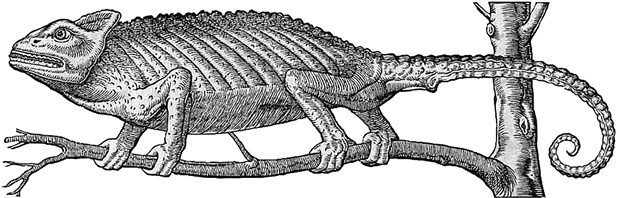 Иллюстрация к книге — Лагуна. Как Аристотель придумал науку  [i_008.jpg]