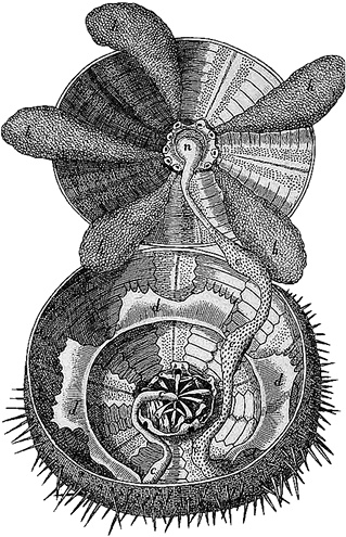 Иллюстрация к книге — Лагуна. Как Аристотель придумал науку  [i_013.jpg]