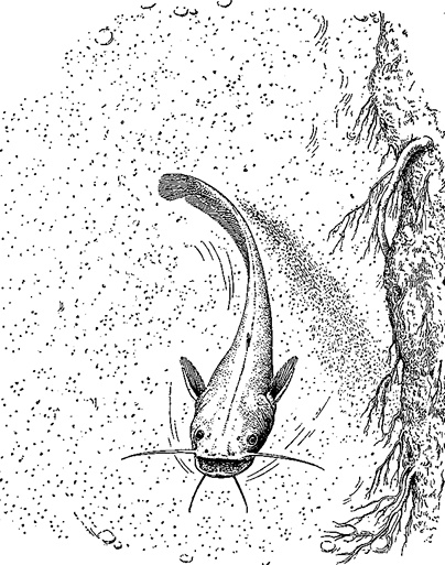 Иллюстрация к книге — Лагуна. Как Аристотель придумал науку  [i_014.jpg]