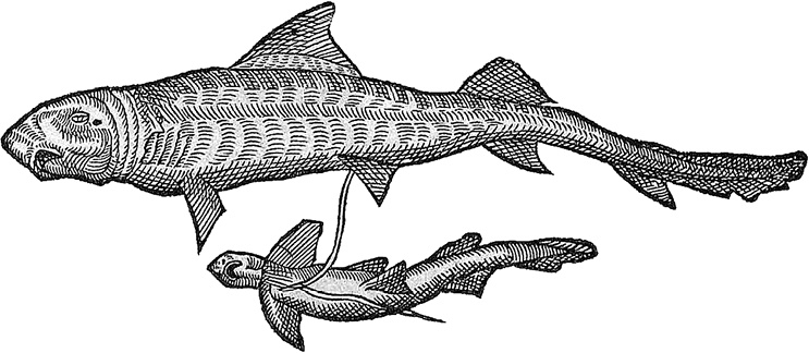 Иллюстрация к книге — Лагуна. Как Аристотель придумал науку  [i_017.jpg]