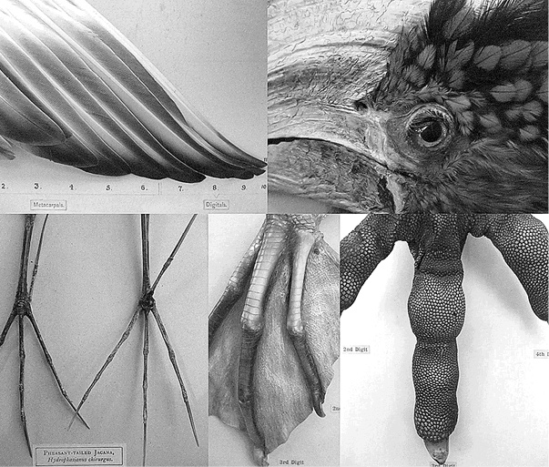 Иллюстрация к книге — Лагуна. Как Аристотель придумал науку  [i_019.jpg]