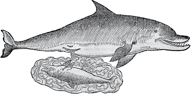 Иллюстрация к книге — Лагуна. Как Аристотель придумал науку  [i_026.jpg]