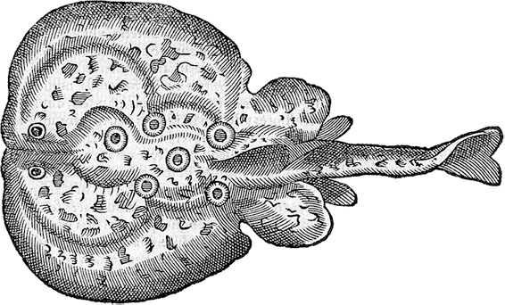 Иллюстрация к книге — Лагуна. Как Аристотель придумал науку  [i_029.jpg]