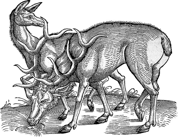 Иллюстрация к книге — Лагуна. Как Аристотель придумал науку  [i_032.jpg]