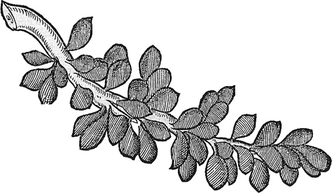 Иллюстрация к книге — Лагуна. Как Аристотель придумал науку  [i_033.jpg]