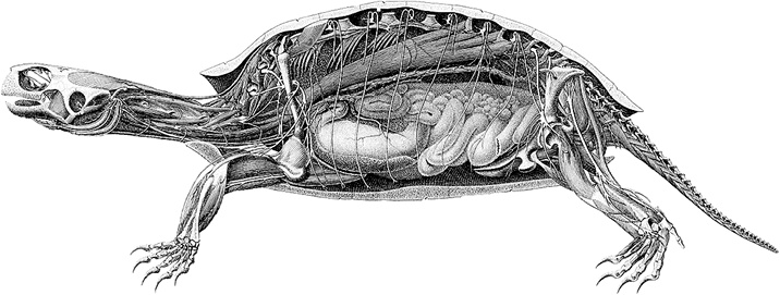 Иллюстрация к книге — Лагуна. Как Аристотель придумал науку  [i_035.jpg]