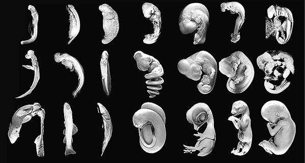 Иллюстрация к книге — Лагуна. Как Аристотель придумал науку  [i_043.jpg]