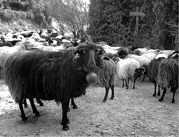 Иллюстрация к книге — Лагуна. Как Аристотель придумал науку  [i_044.jpg]