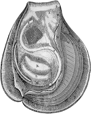 Иллюстрация к книге — Лагуна. Как Аристотель придумал науку  [i_047.jpg]