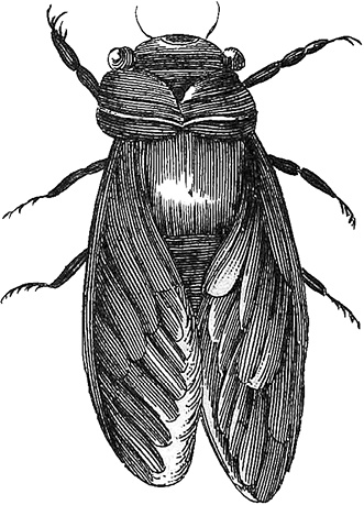 Иллюстрация к книге — Лагуна. Как Аристотель придумал науку  [i_049.jpg]