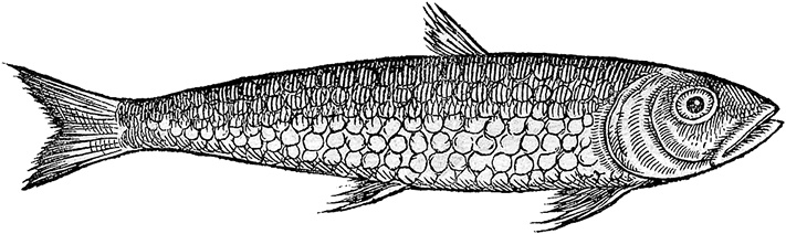 Иллюстрация к книге — Лагуна. Как Аристотель придумал науку  [i_050.jpg]