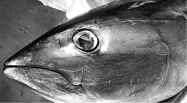 Иллюстрация к книге — Лагуна. Как Аристотель придумал науку  [i_051.jpg]