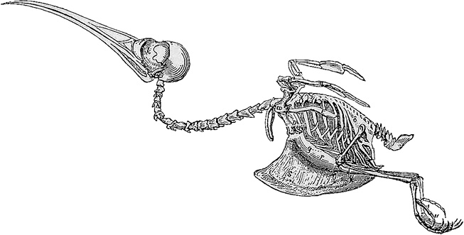 Иллюстрация к книге — Лагуна. Как Аристотель придумал науку  [i_055.jpg]