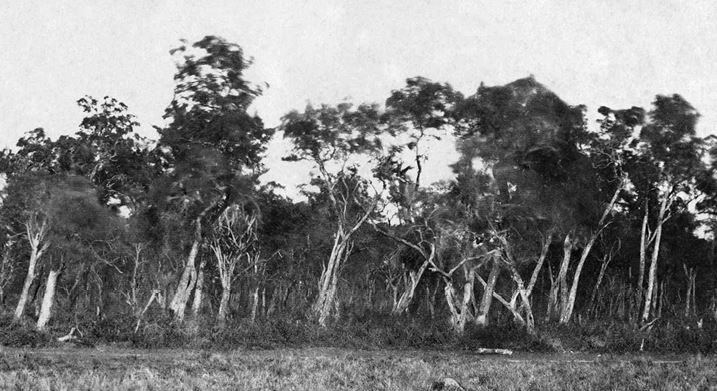 Иллюстрация к книге — Великая Парагвайская война [i_066.jpg]