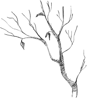 Иллюстрация к книге — Страшные истории для рассказа в темноте [i_032.jpg]