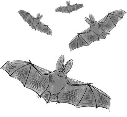 Иллюстрация к книге — Страшные истории для рассказа в темноте [i_035.jpg]