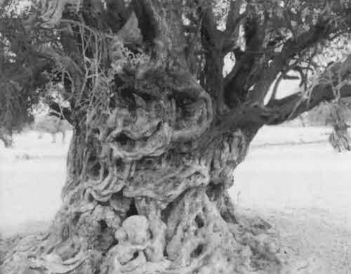 Иллюстрация к книге — Константин Великий [i_050.jpg]