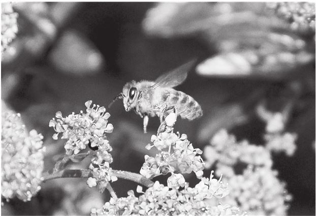 Иллюстрация к книге — 42 истории для менеджера, или Сказки на ночь от Генри Минцберга [i_027.jpg]