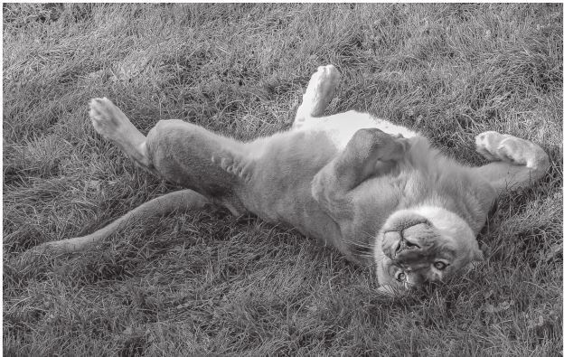 Иллюстрация к книге — 42 истории для менеджера, или Сказки на ночь от Генри Минцберга [i_030.jpg]