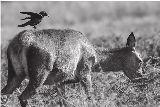 Иллюстрация к книге — 42 истории для менеджера, или Сказки на ночь от Генри Минцберга [i_031.jpg]