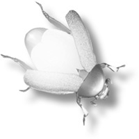 Иллюстрация к книге — Проклятие Джека-фонаря [i_002.jpg]