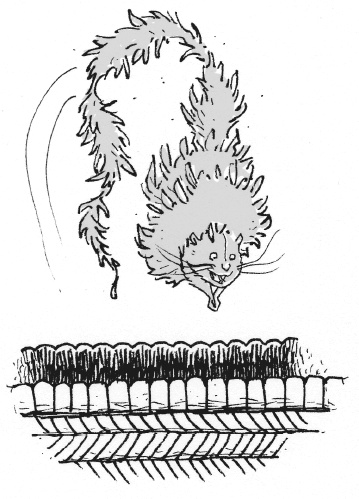 Иллюстрация к книге — Последний цирковой тигр [i_064.jpg]