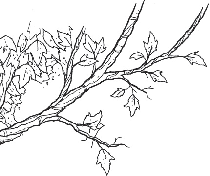 Иллюстрация к книге — Лошадь по имени Луна [i_029.jpg]