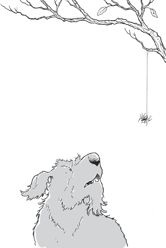 Иллюстрация к книге — Лошадь по имени Луна [i_063.jpg]